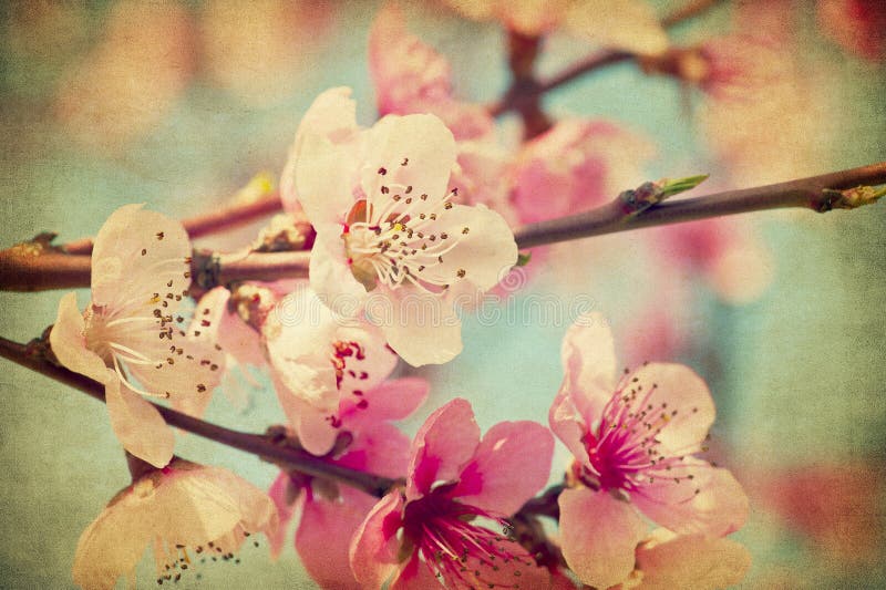 Grunge peach flowers