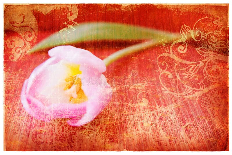 Grunge pink tulip page royalty free stock photography