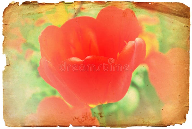 Grunge red tulip flower retro photo or background