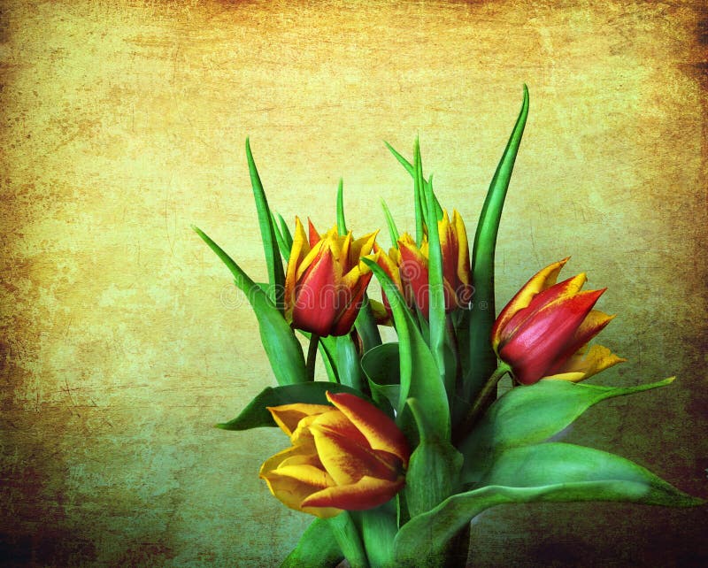 Grunge red and yellow tulips
