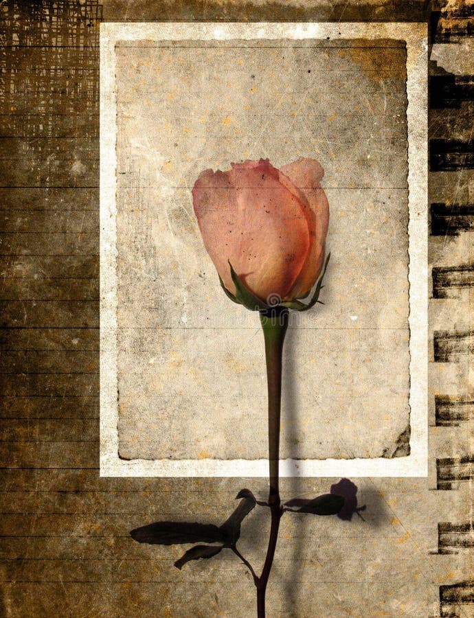 Grunge Rose Postcard