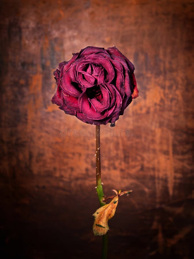 Grunge stieg lizenzfreies stockfoto Grunge stieg lizenzfreies stockfoto