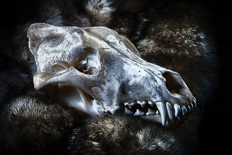 Grunge Viking Wolf Skull stock illustrationer Grunge Viking Wolf Skull stock illustrationer