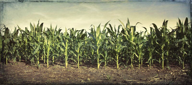 Grungy panorama of young corn plants in a field stock photo