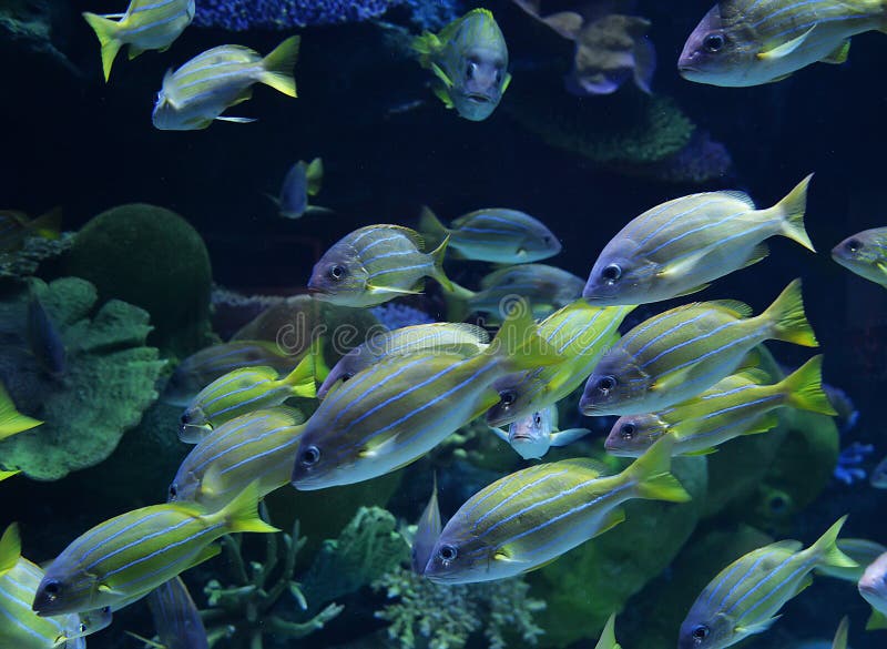 Grup de pești colorați stock photography
