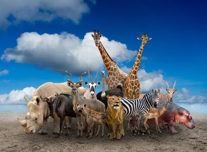 Grupa Africa zwierzęta
