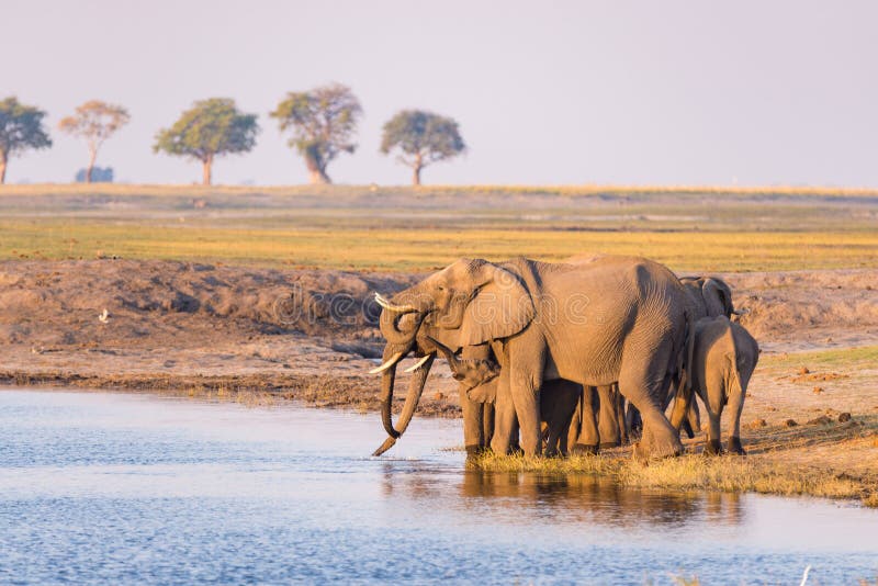 Grupa Afrykańskich słoni woda pitna od Chobe rzeki przy zmierzchem Przyroda safari i łódkowaty rejs w Chobe parku narodowym