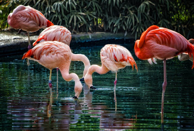 Grupa Chilijscy flamingi stoi w wodzie i ich głowy są w wodzie Znajdują niektóre jedzenie w wodzie Ja jest przyrodą
