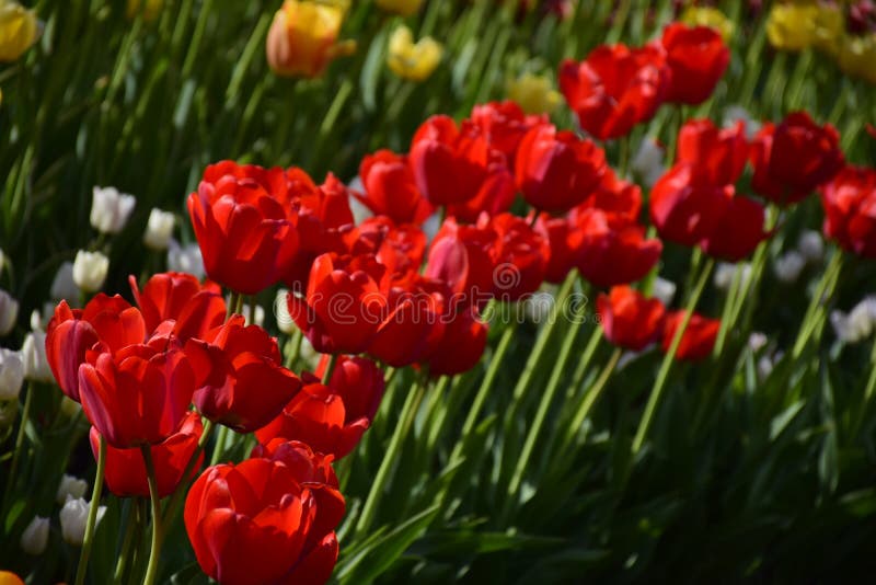 Grupa czerwoni tulipany w parku zdjęcie royalty free Grupa czerwoni tulipany w parku zdjęcie royalty free