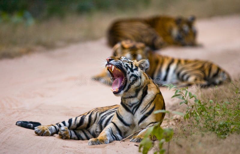 Grupa dzicy tygrysy na drodze indu 17 2010 bandhavgarh bandhavgarth gromadzkich słonia ind madhya marszu park narodowy pradesh pr fotografia royalty free Grupa dzicy tygrysy na drodze indu 17 2010 bandhavgarh bandhavgarth gromadzkich słonia ind madhya marszu park narodowy pradesh pr fotografia royalty free