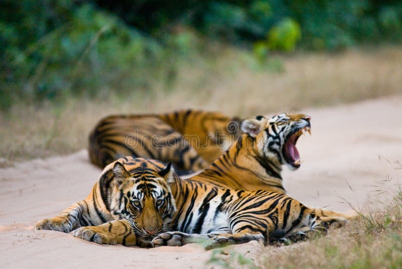 Grupa dzicy tygrysy na drodze indu 17 2010 bandhavgarh bandhavgarth gromadzkich słonia ind madhya marszu park narodowy pradesh pr obrazy royalty free Grupa dzicy tygrysy na drodze indu 17 2010 bandhavgarh bandhavgarth gromadzkich słonia ind madhya marszu park narodowy pradesh pr obrazy royalty free