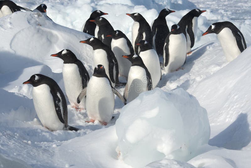 Grupa Gentoo pingwinu pozycja wśród floes na śnieżnym shor