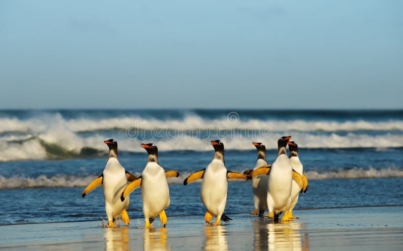 Grupa Gentoo pingwiny przychodzi od Atlantyckiego oceanu obraz stock Grupa Gentoo pingwiny przychodzi od Atlantyckiego oceanu obraz stock