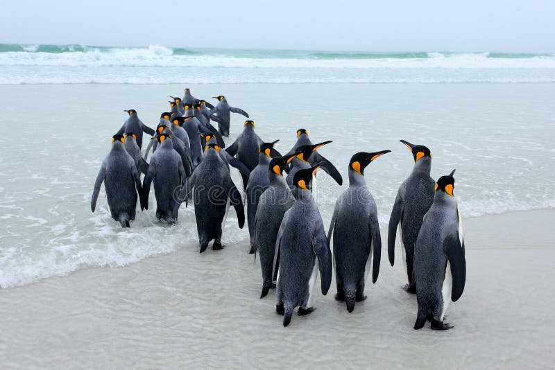 Grupa królewiątko pingwiny, Aptenodytes patagonicus, iść od białego piaska morze, artic zwierzęta w natury siedlisku, zmrok - nie