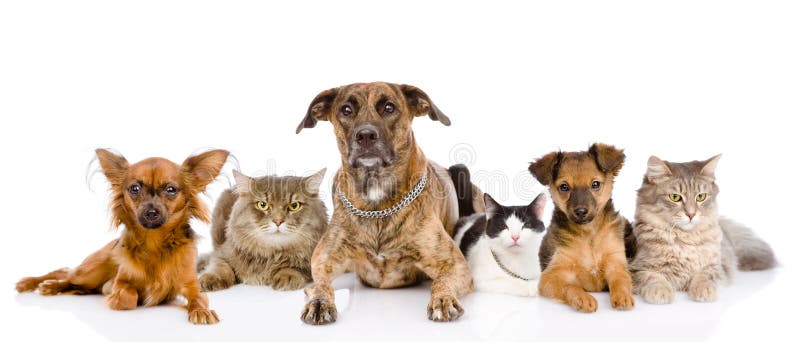 Group of cats and dogs lying in front. looking at camera. on white. Group of cats and dogs lying in front. looking at camera. on white