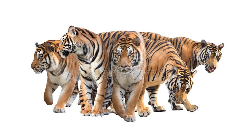 Grupa odizolowywająca Bengal tygrys