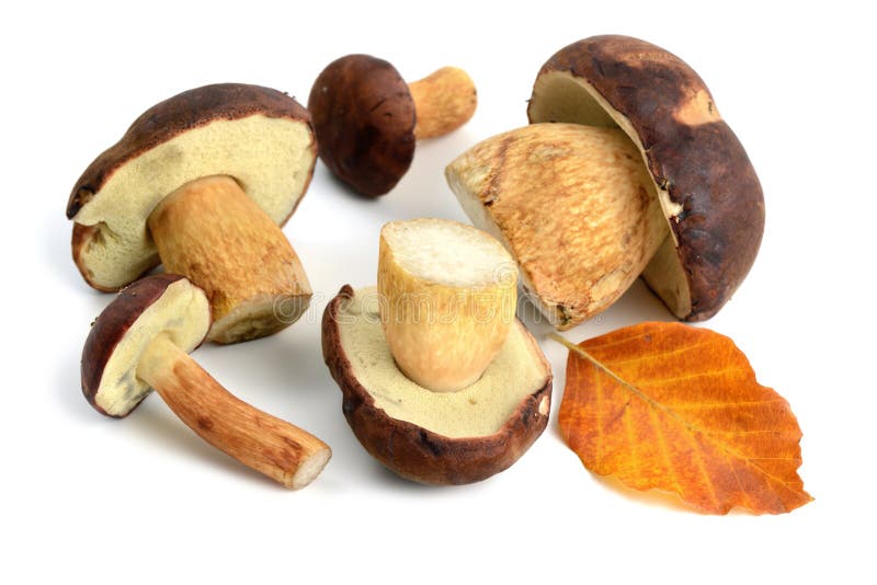 Grupa Podpalana Bolete pieczarka na białym odosobnionym tle zdjęcia royalty free Grupa Podpalana Bolete pieczarka na białym odosobnionym tle zdjęcia royalty free