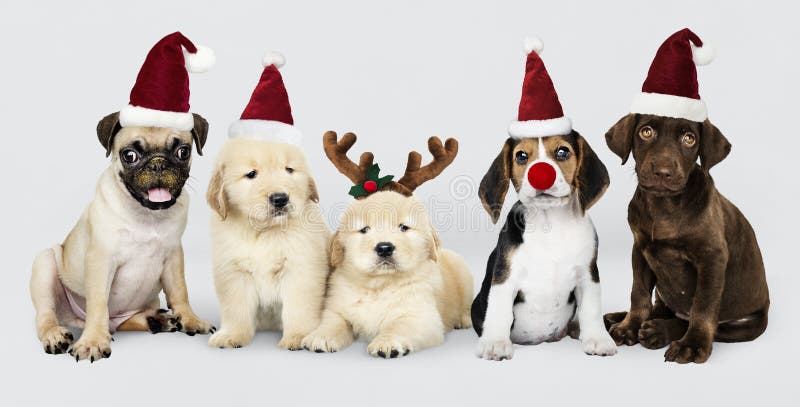 Group of puppies wearing Christmas hats to celebrate Christmas. Group of puppies wearing Christmas hats to celebrate Christmas