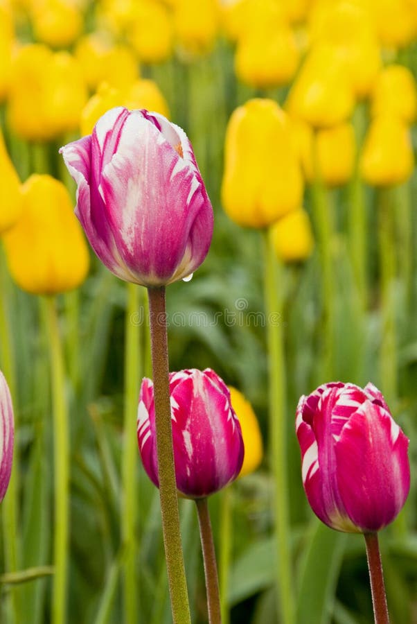 Grupa tulipan