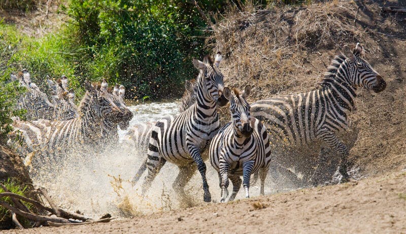 Grupa zebry biega przez wodę Kenja Tanzania Park Narodowy kmieć Maasai Mara obraz stock Grupa zebry biega przez wodę Kenja Tanzania Park Narodowy kmieć Maasai Mara obraz stock