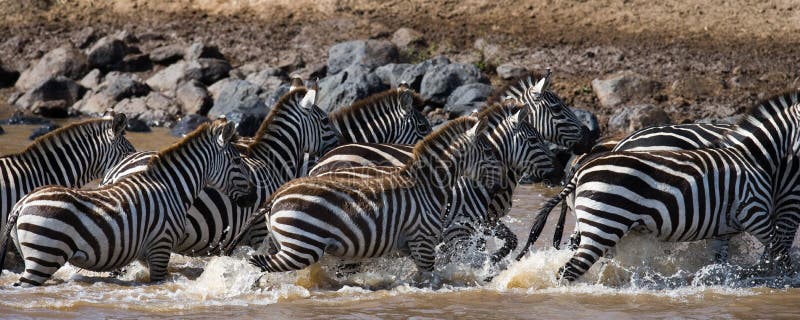 Grupa zebry biega przez wodę Kenja Tanzania Park Narodowy kmieć Maasai Mara fotografia stock Grupa zebry biega przez wodę Kenja Tanzania Park Narodowy kmieć Maasai Mara fotografia stock