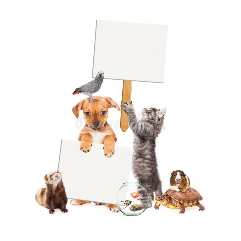 Large group of domestic pets together with blank signs. Isolated on white. Large group of domestic pets together with blank signs. Isolated on white.