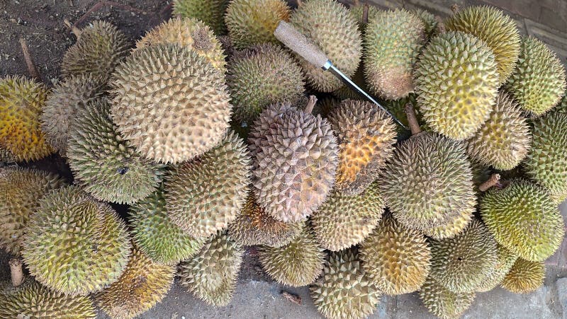 Grupa świeżych durjan na rynku durian. obrazy stock