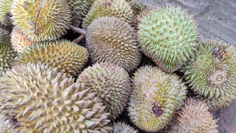 Grupa świeżych durjan na rynku durian. fotografia stock