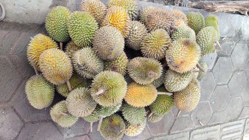 Grupa świeżych durjan na rynku durian. obraz royalty free