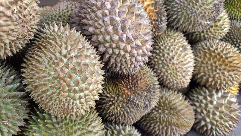 Grupa świeżych durjan na rynku durian. zdjęcia royalty free