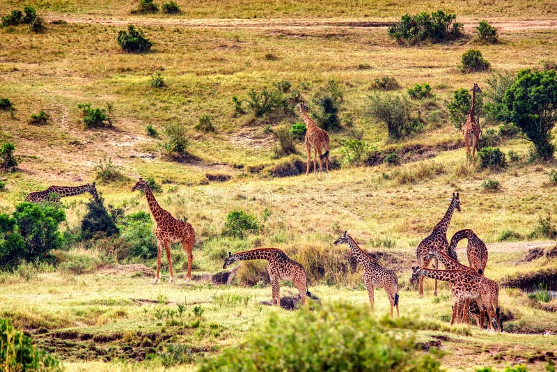 Grupa żyraf w afrykańskiej sawannie Park Narodowy Masai Mara, Kenia Krajobraz afrykański fotografia royalty free Grupa żyraf w afrykańskiej sawannie Park Narodowy Masai Mara, Kenia Krajobraz afrykański fotografia royalty free