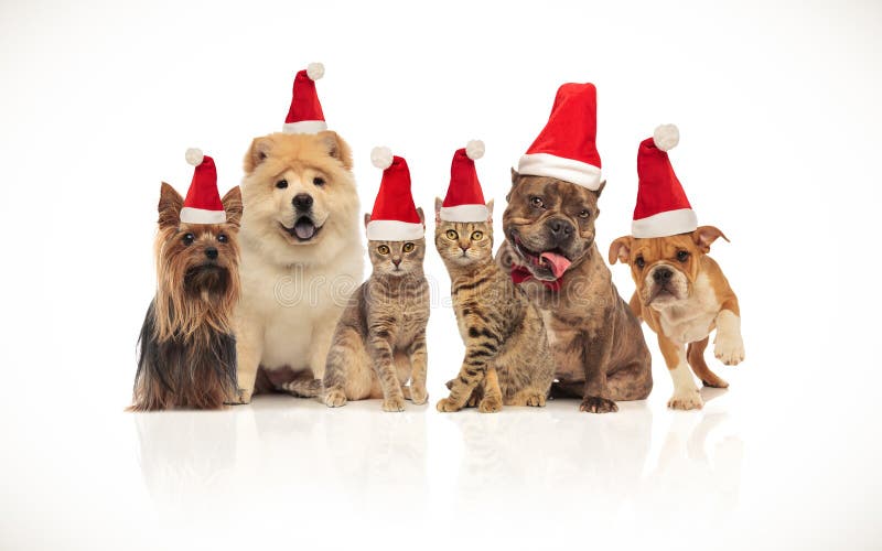 Grupo bonito de gatos marrons e de cães que vestem chapéus de Santa fotografia de stock Grupo bonito de gatos marrons e de cães que vestem chapéus de Santa fotografia de stock