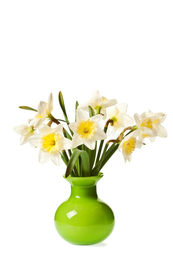 White Spring Daffodil Flower Bunch Isolated on White Background. White Spring Daffodil Flower Bunch Isolated on White Background