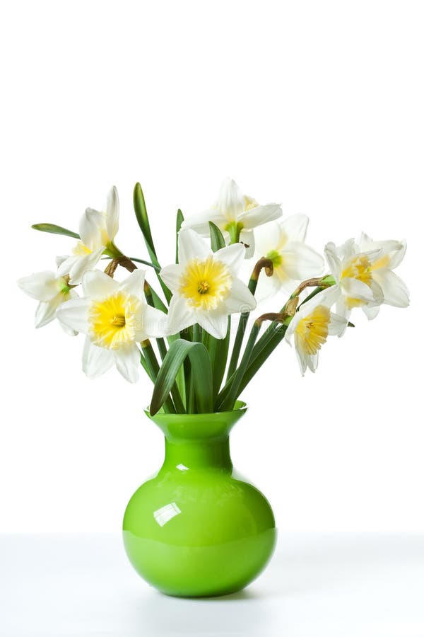 White Spring Daffodil Flower Bunch Isolated on White Background. White Spring Daffodil Flower Bunch Isolated on White Background