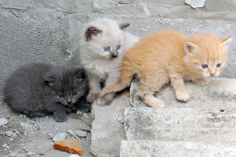 Three multi-coloured little- 1 month old- kittens sitting on stairs. Three multi-coloured little- 1 month old- kittens sitting on stairs