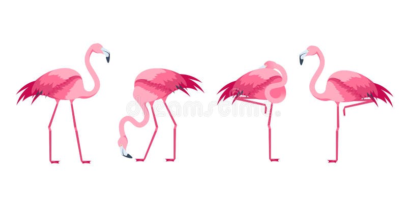 Grupo cor-de-rosa do pássaro do flamingo dos desenhos animados Vetor ilustração stock Grupo cor-de-rosa do pássaro do flamingo dos desenhos animados Vetor ilustração stock
