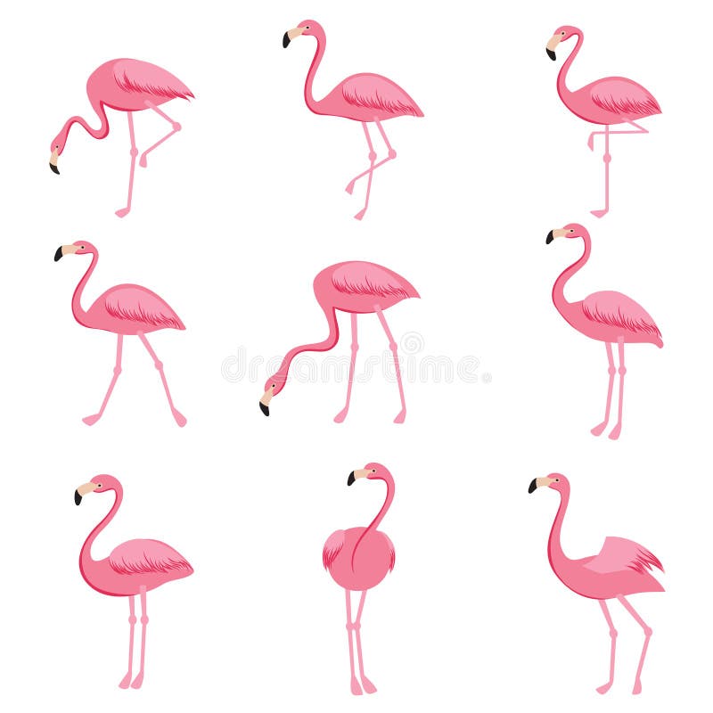 Grupo cor-de-rosa do vetor do flamingo dos desenhos animados Coleção bonito dos flamingos ilustração royalty free
