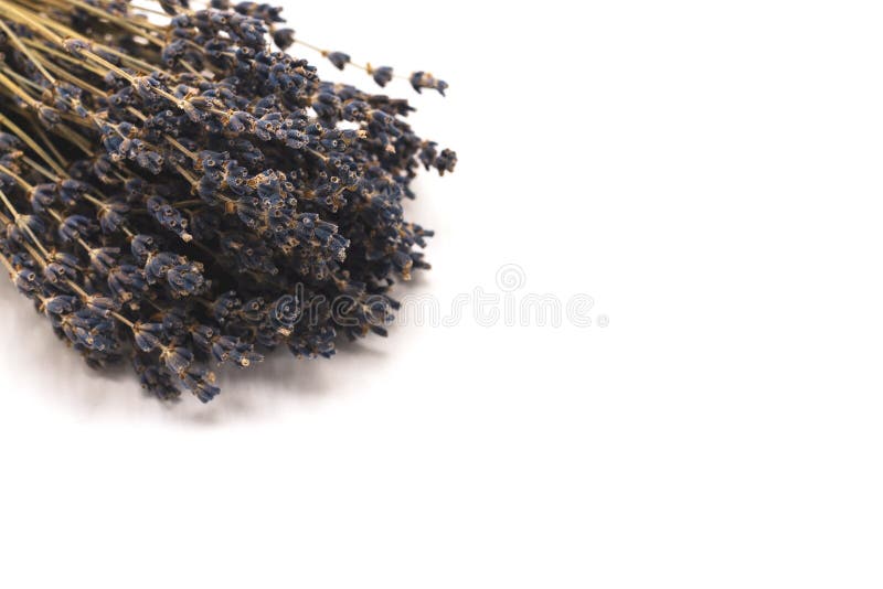 Grupo da alfazema seca em um fundo branco imagens de stock Grupo da alfazema seca em um fundo branco imagens de stock