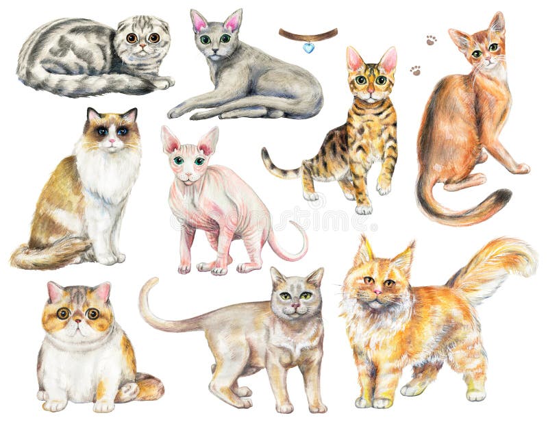 Grupo da aquarela com nove raças diferentes dos gatos ilustração stock Grupo da aquarela com nove raças diferentes dos gatos ilustração stock