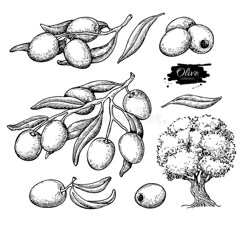 Grupo da azeitona Entregue a ilustração tirada do vetor do ramo com alimento, árvore, gota do óleo ilustração do vetor Grupo da azeitona Entregue a ilustração tirada do vetor do ramo com alimento, árvore, gota do óleo ilustração do vetor