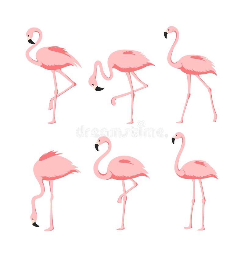 Grupo da ilustração do vetor de flamingos cor-de-rosa elegantes bonitos em poses diferentes no fundo branco, tropical exótico ilustração royalty free
