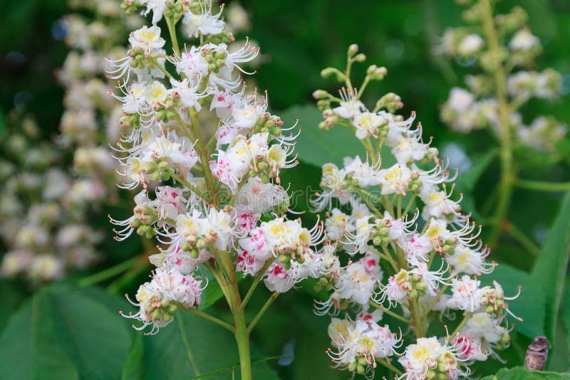 Bunch of white flowers of the horse-chestnut tree. Nature. Bunch of white flowers of the horse-chestnut tree. Nature