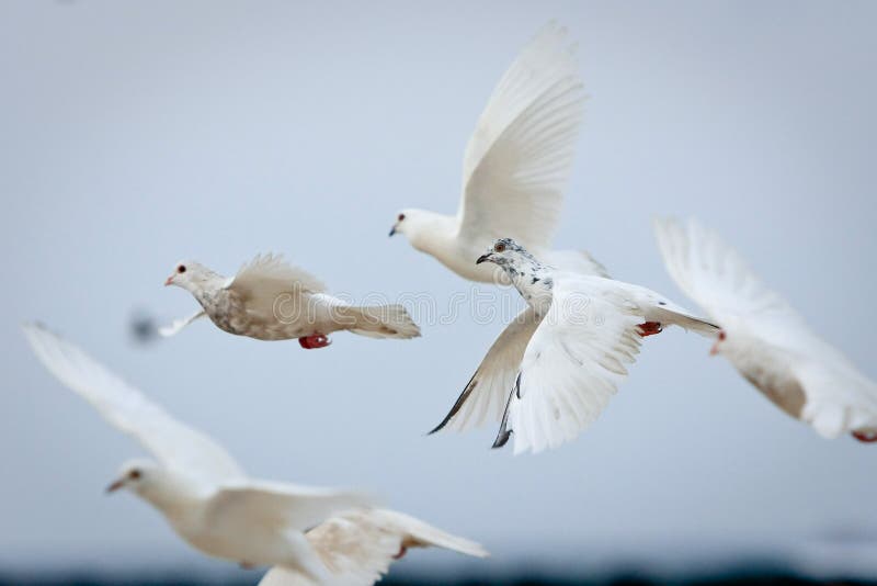 Grupo Das Pombas Brancas No Vôo Imagem de Stock Imagem de pombas