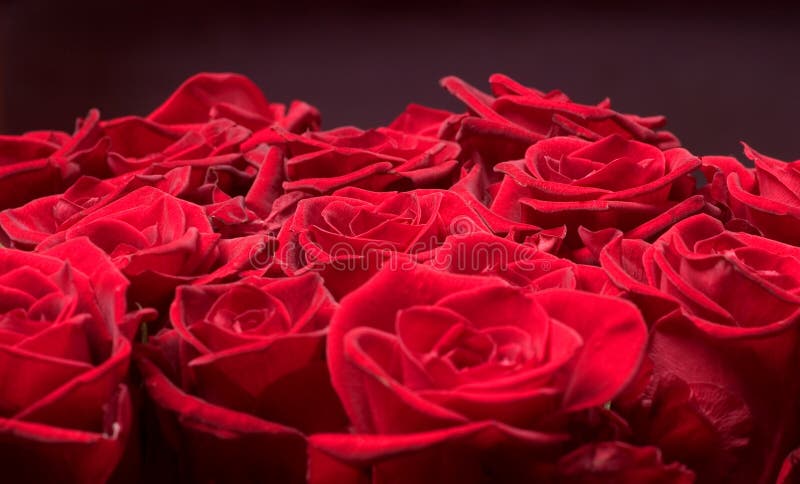Grupo das rosas fotografia de stock Grupo das rosas fotografia de stock