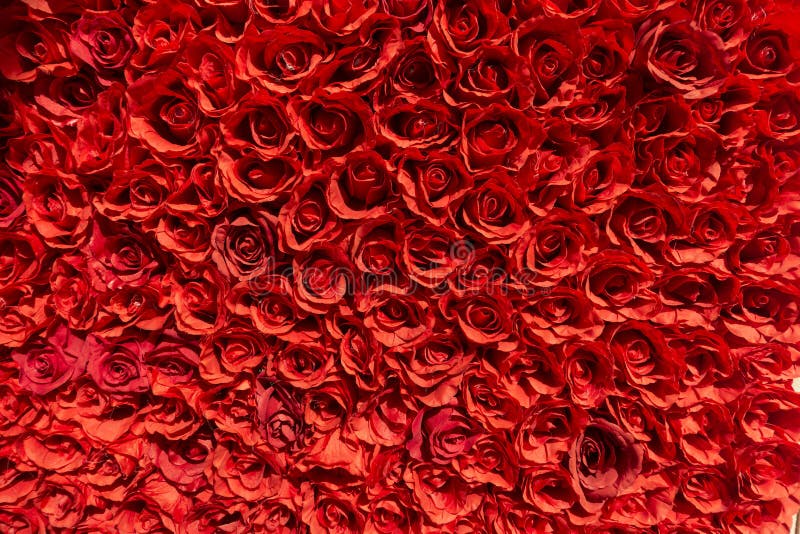 Grupo das rosas que fazem uma parede imagens de stock Grupo das rosas que fazem uma parede imagens de stock