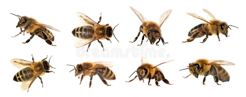 Group of bee or honeybee in Latin Apis Mellifera, european or western honey bee isolated on the white background, golden honeybee. Group of bee or honeybee in Latin Apis Mellifera, european or western honey bee isolated on the white background, golden honeybee