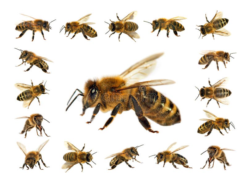 Group of bee or honeybee in Latin Apis Mellifera, european or western honey bees isolated on the white background, golden honeybees. Group of bee or honeybee in Latin Apis Mellifera, european or western honey bees isolated on the white background, golden honeybees