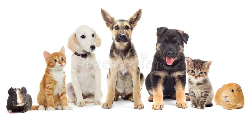 Grupo de animais de estimação fotografia de stock royalty free Grupo de animais de estimação fotografia de stock royalty free