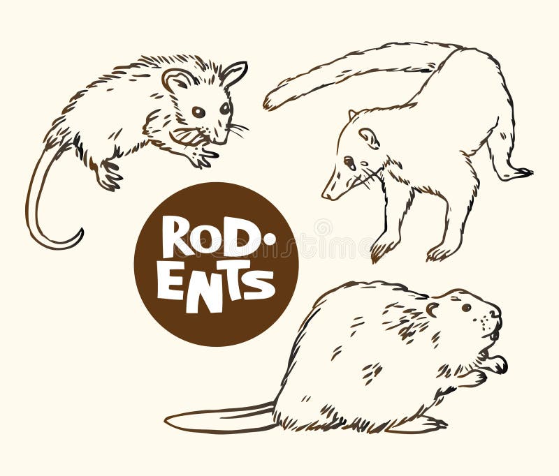 Grupo de animais dos roedores: gambá, nosuh e castor ilustração royalty free Grupo de animais dos roedores: gambá, nosuh e castor ilustração royalty free