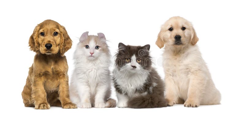Grupo de animales domésticos: gatito y perrito en un crudo
